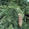 Picea orientalis cone